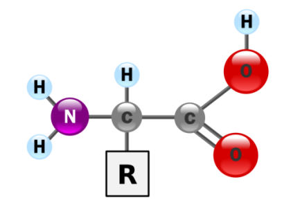 amino-acid